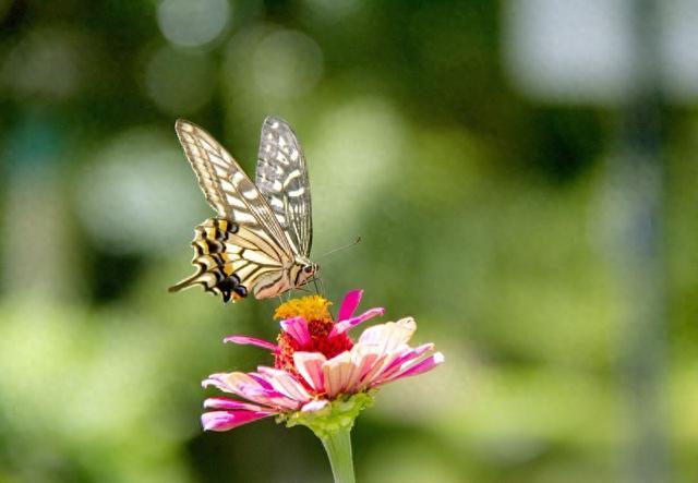 初秋时节 贵州安顺上演“蝶恋花”