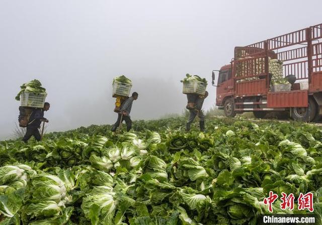 三峡库区果蔬飘香迎丰收