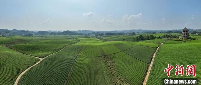 航拍贵州湄潭“万亩茶海”景美如画