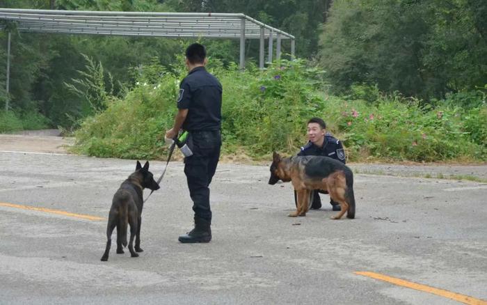 警犬技术专业学生抽签选警犬！这个专业平时都学啥？