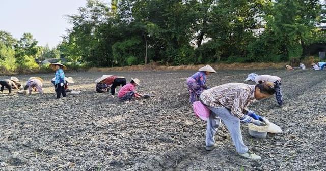 都江堰市：稻田飘“药香” 川芎种植忙