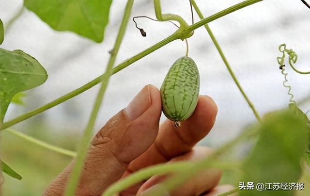 小众水果如何赢得大市场