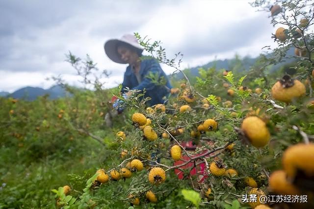 小众水果如何赢得大市场