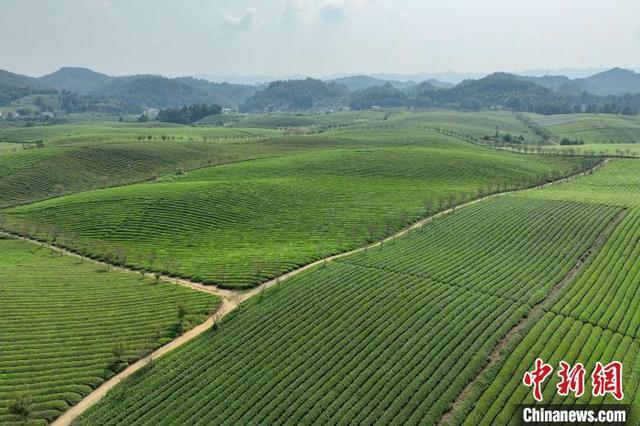 航拍贵州湄潭“万亩茶海”景美如画