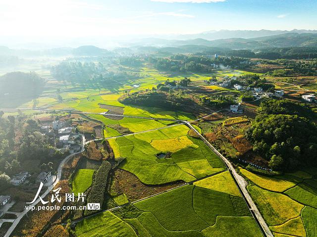 贵州黔西：丰收田园如画美