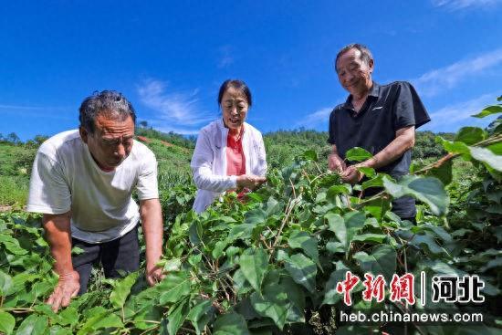 林果产业创新团队助力太行山区“老基地”新变化