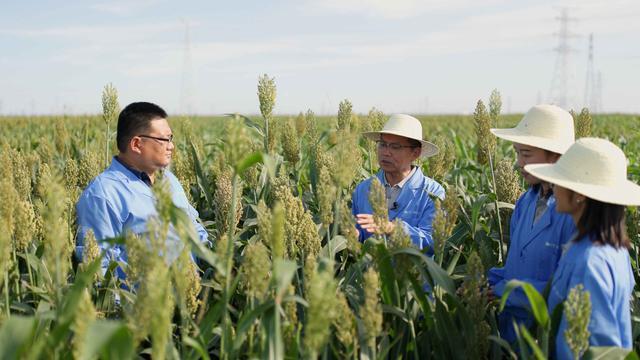 中国中化：以农业科技助力盐碱地变绿洲