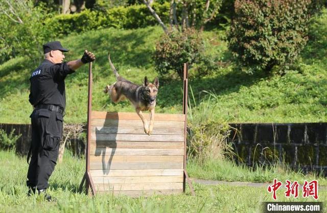 云南普洱：缉毒犬是这样练成的