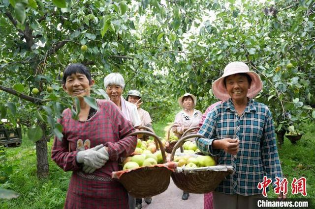 河北隆尧万亩香梨喜丰收 带动收益逾2亿元