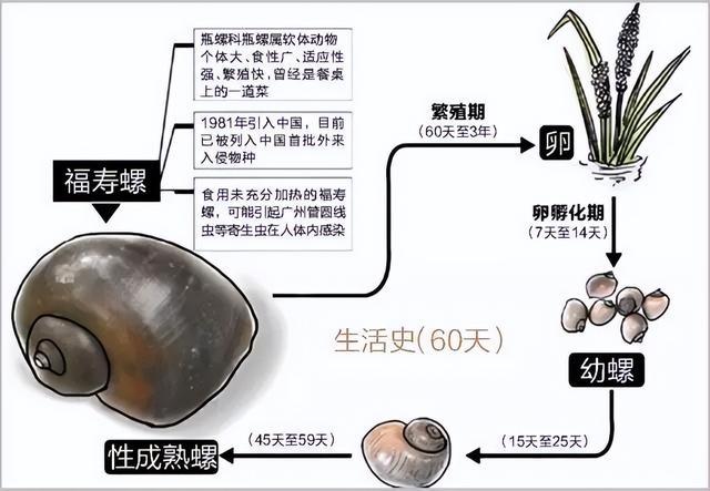 不要捡！不要吃！河南一地发现恶性入侵物种