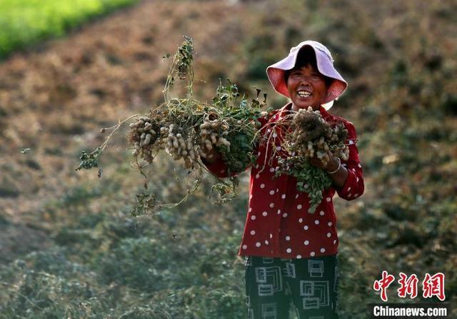 豫东开封：花生进入收获季