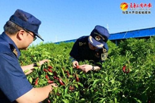 新疆辣椒种子首次出口到非洲