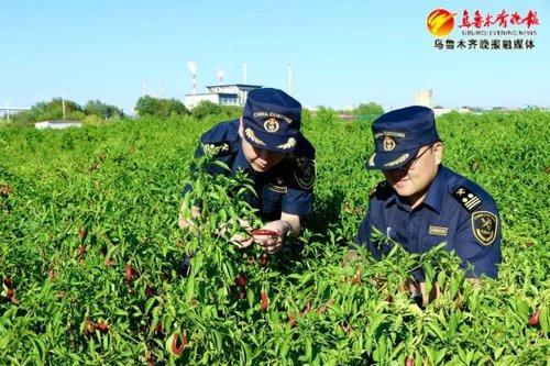 新疆辣椒种子首次出口到非洲