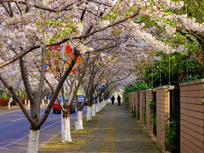 【征集】你觉得申城道路上的“花花”植物怎么样？