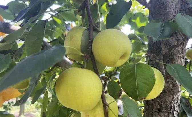 节气 | 周末降雨+降温！今天11时11分正式进入……