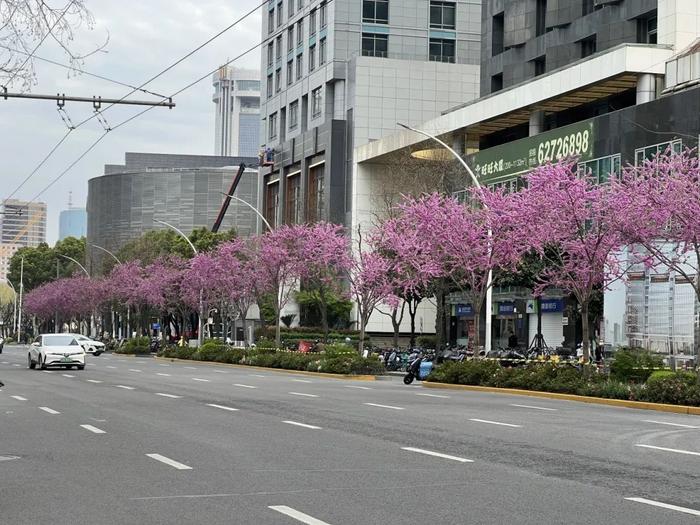 【征集】你觉得申城道路上的“花花”植物怎么样？