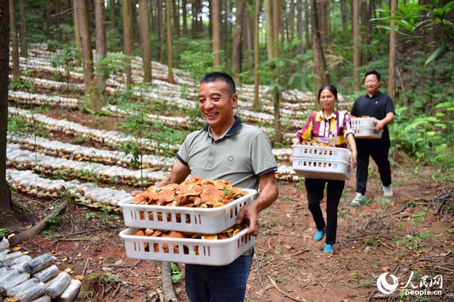 江西广昌：林下经济“点绿成金”