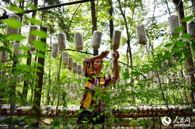 江西广昌：林下经济“点绿成金”