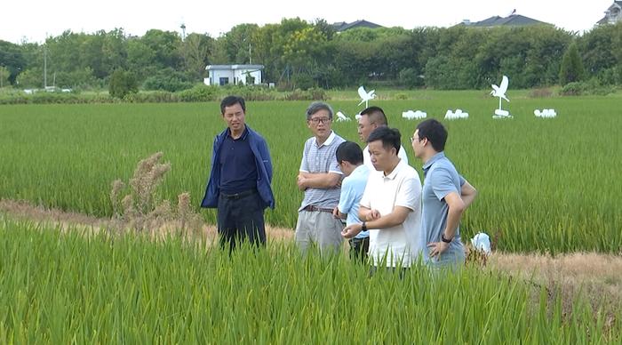 浙江高温霸屏！何时能降温？农业生产受到影响了吗？