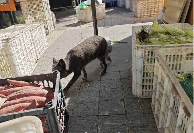 小区里来了只小狐狸，还跑进超市偷鸡蛋……