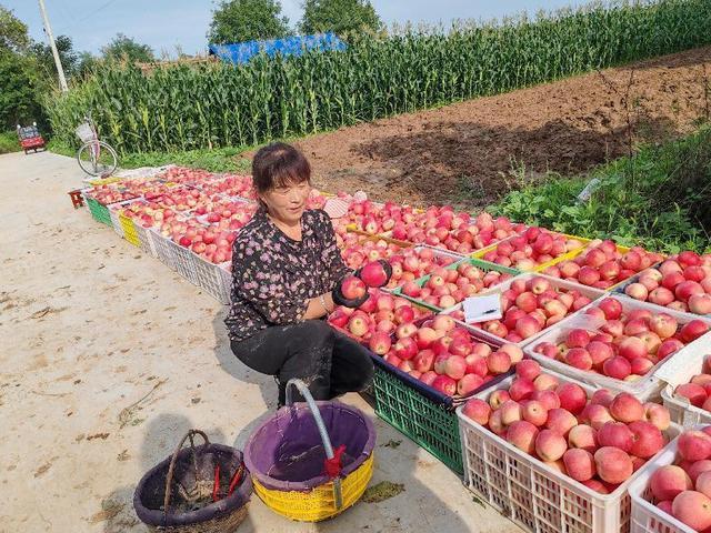 彬州市北极镇：苹果错峰甜蜜上市 质优价好促增收