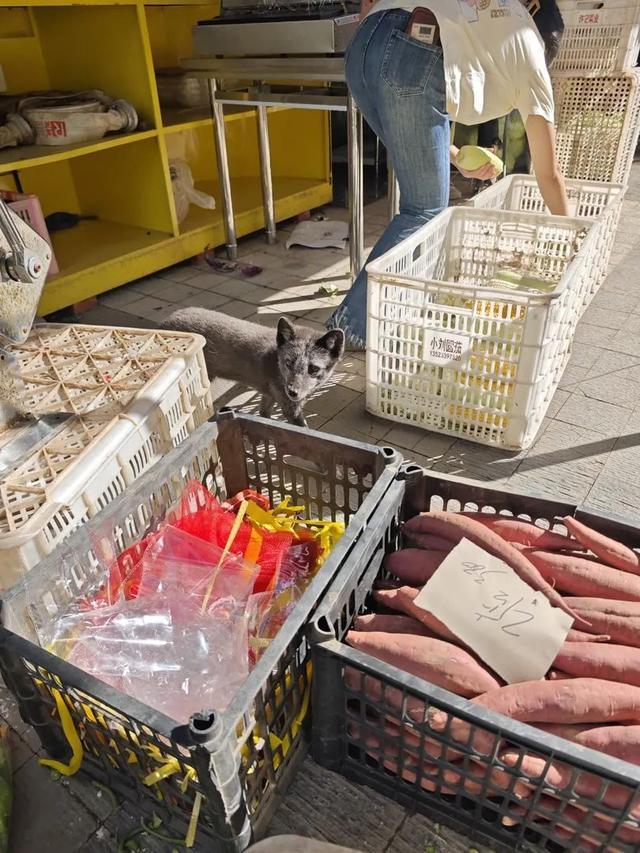 小区里来了只小狐狸，还跑进超市偷鸡蛋……