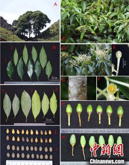 广西在中越边境地区发现一樟科植物新物种 为中国特有物种