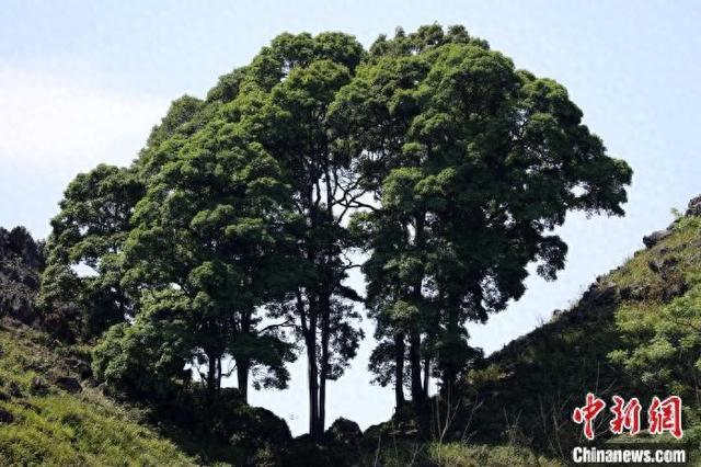 广西在中越边境地区发现一樟科植物新物种 为中国特有物种