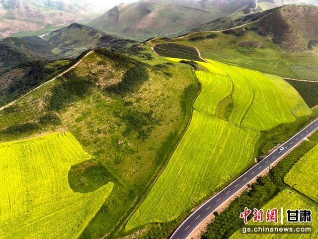 遇见最美武威 | 古浪油菜花盛开勾画“诗意田园”