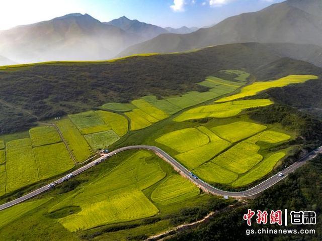 遇见最美武威 | 古浪油菜花盛开勾画“诗意田园”