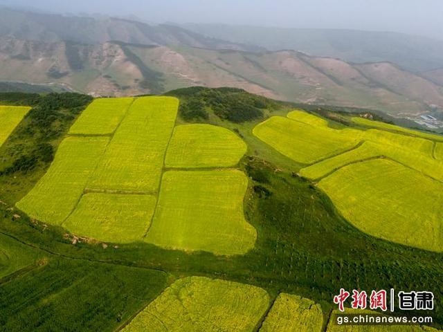 遇见最美武威 | 古浪油菜花盛开勾画“诗意田园”