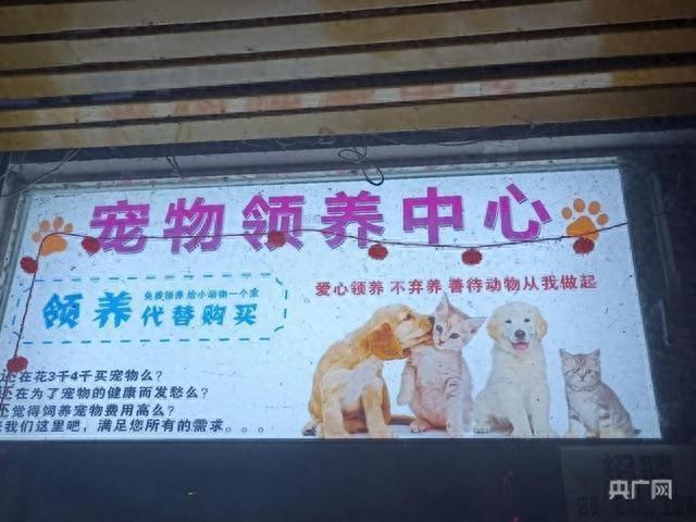 不买套餐就上征信？揭秘“0元领养猫咪”套路