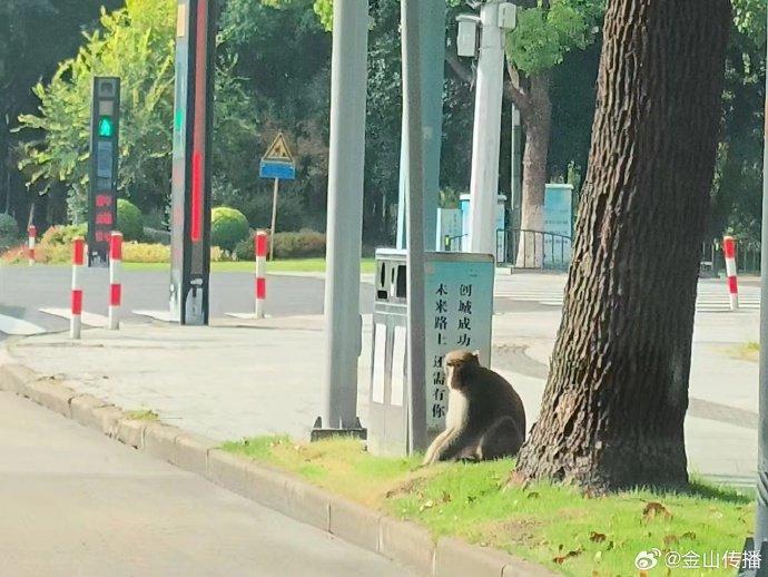 上海金山小区发现猕猴，当地正在搜寻