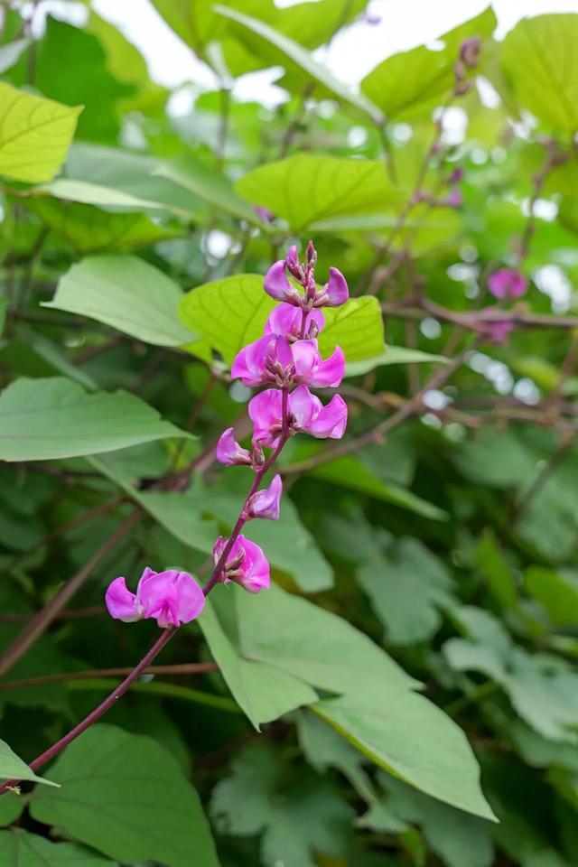 漫步、露营、赏秋色，郑州这座滨河公园有条超美的柳荫大道