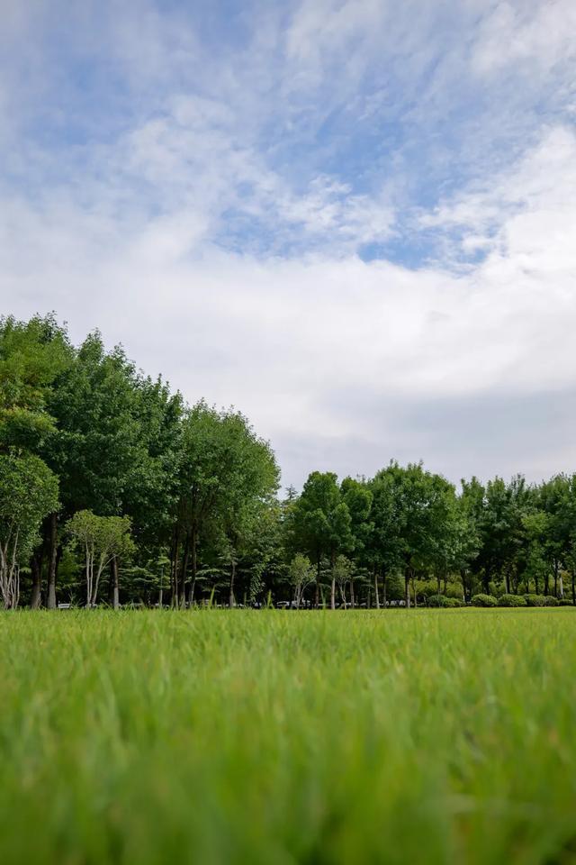 漫步、露营、赏秋色，郑州这座滨河公园有条超美的柳荫大道