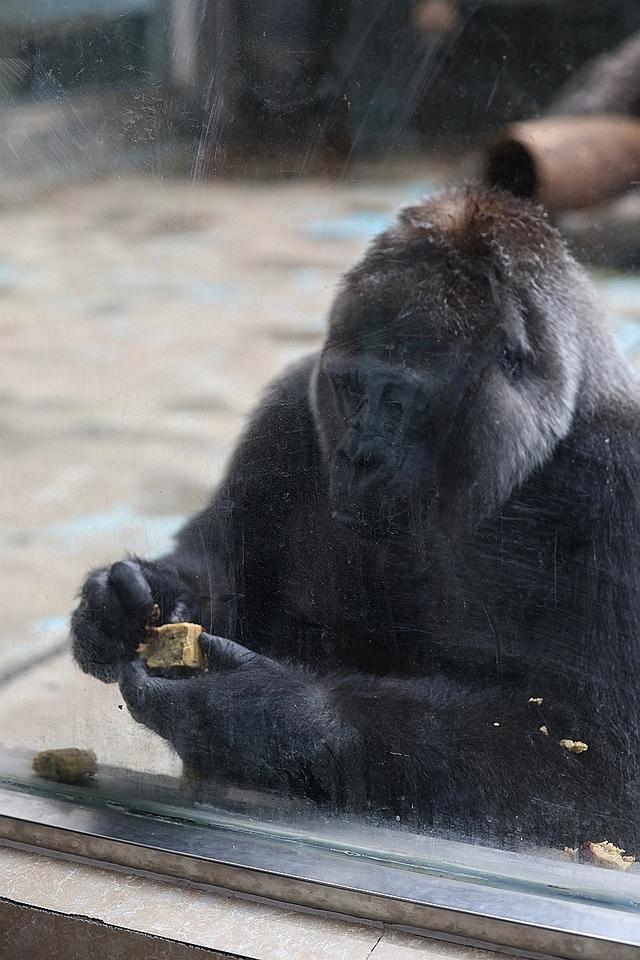 环尾狐猴很馋 小熊猫很谨慎，郑州市动物园动物吃上特制“月饼”