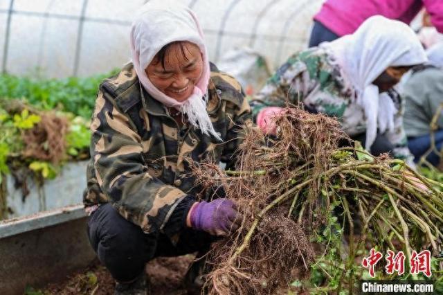 青海互助：土乡大地绽放“薯光”