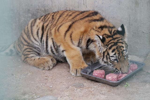 环尾狐猴很馋 小熊猫很谨慎，郑州市动物园动物吃上特制“月饼”