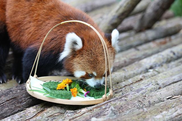 环尾狐猴很馋 小熊猫很谨慎，郑州市动物园动物吃上特制“月饼”