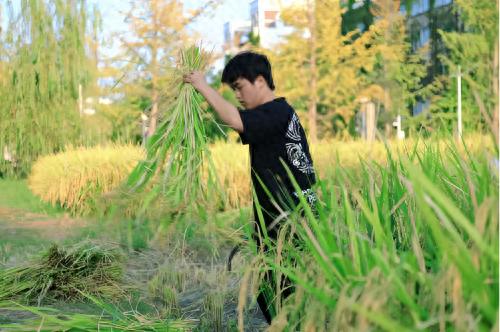 这堂课是下田割稻子？成都锦城学院学生农场秋收正当时