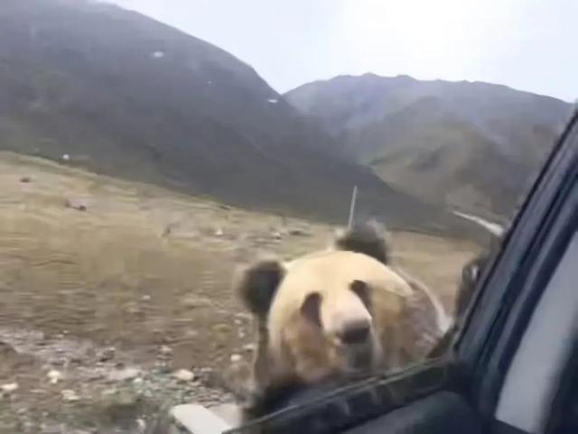 游客投喂野生棕熊遭猛扑抢食，当事人回应