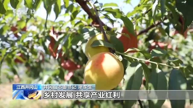 电商+旅游 看“井冈好物”特色农产品如何走向全国