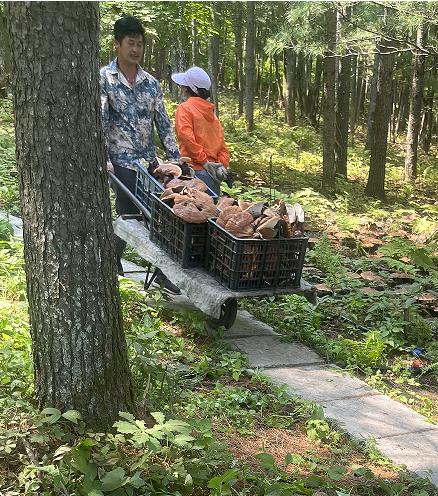 林下“仙草”领跑乡村致富路