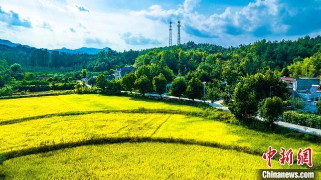 河南鲁山：水稻将熟 秋景如画