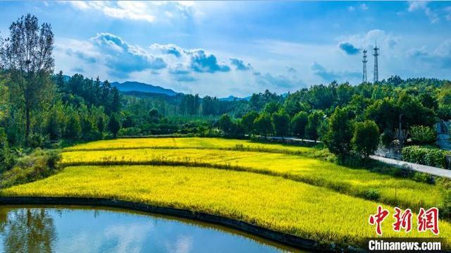 河南鲁山：水稻将熟 秋景如画