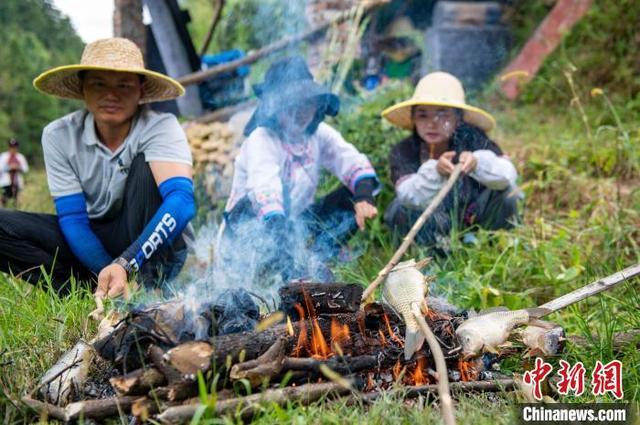 贵州从江：“稻鱼鸭共生”助增收