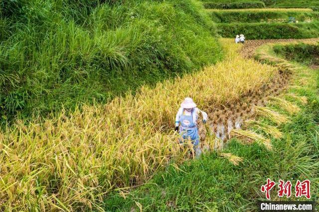 贵州从江：“稻鱼鸭共生”助增收