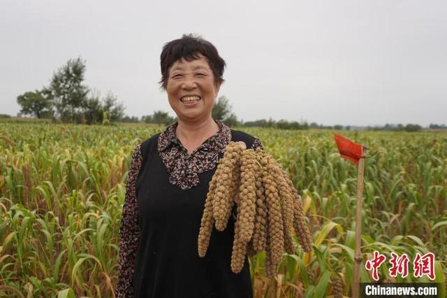 金秋时节,山西省长治市上党区东和乡西和村的红清种植场试验田谷子成熟。李晓妍摄