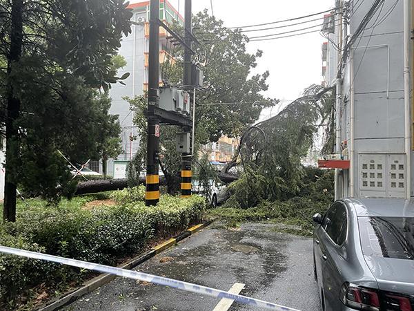 “贝碧嘉”来袭高压线断裂致小区380户断电，上海金山快速处置