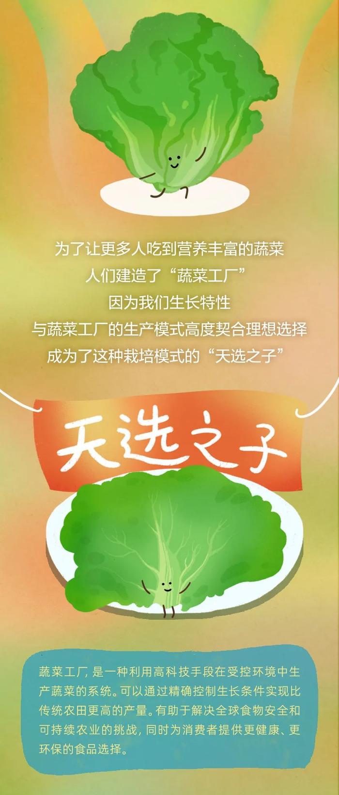 这种蔬菜，高纤维、低嘌呤，还能降低胆固醇！减肥的人吃想长胖都难